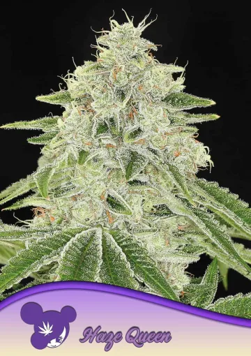 Haze Queen – Anesia Seeds – feminized