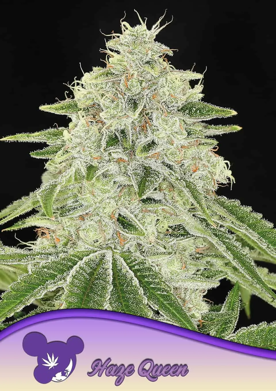 Haze Queen – Anesia Seeds – feminized