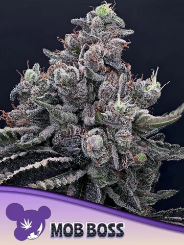 Mob Boss – Anesia Seeds – feminized