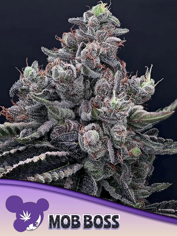 Mob Boss – Anesia Seeds – feminized