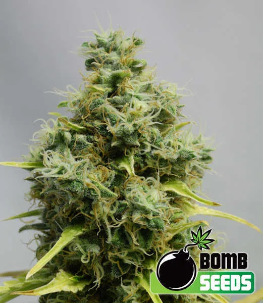 Big Bomb – Bomb Seeds – Regular