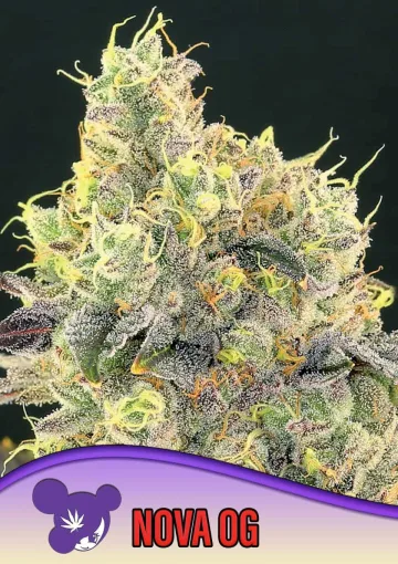 Nova OG – Anesia Seeds – feminized
