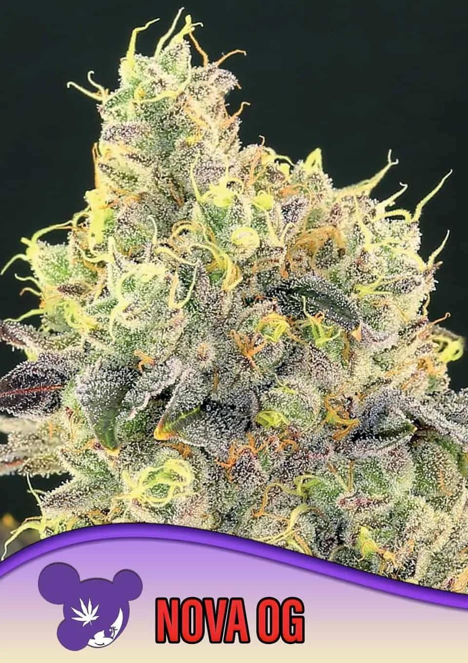 Nova OG – Anesia Seeds – feminized