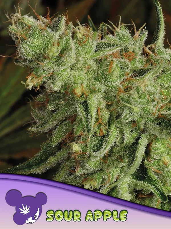Sour Apple – Anesia Seeds – feminized