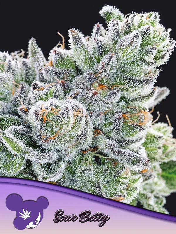 Sour Betty – Anesia Seeds – feminized