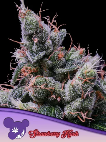 Strawberry Kush – Anesia Seeds – feminized