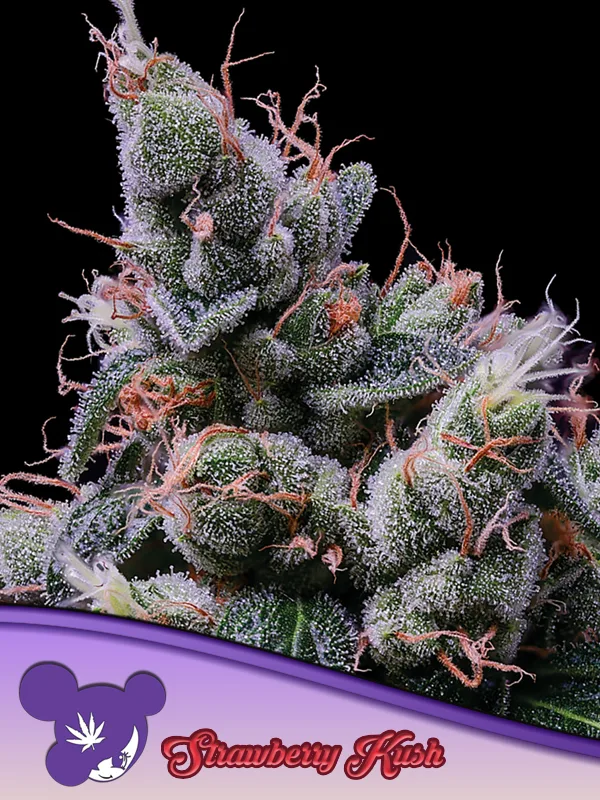 Strawberry Kush – Anesia Seeds – feminized
