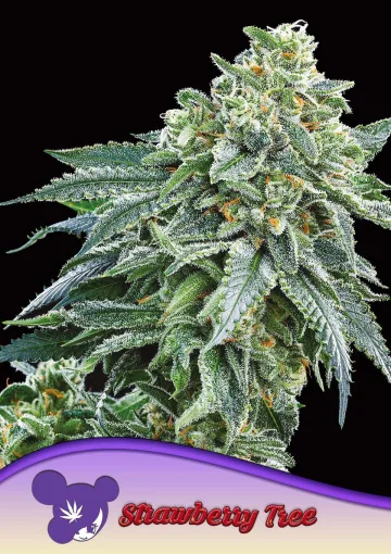 Strawberry Tree – Anesia Seeds – feminized