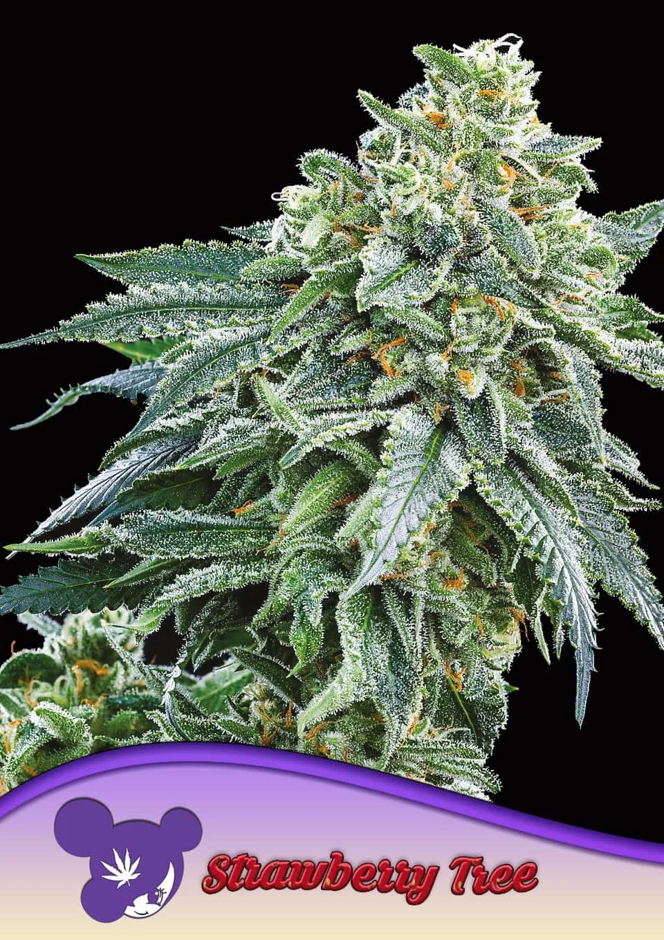 Strawberry Tree – Anesia Seeds – feminized