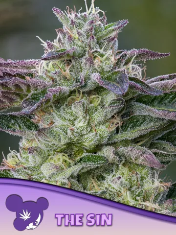 The Sin – Anesia Seeds – feminized
