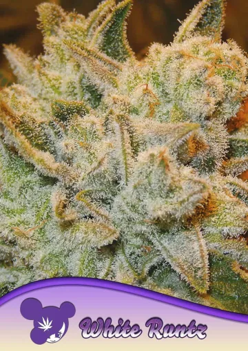 White runtz – Anesia Seeds – feminized