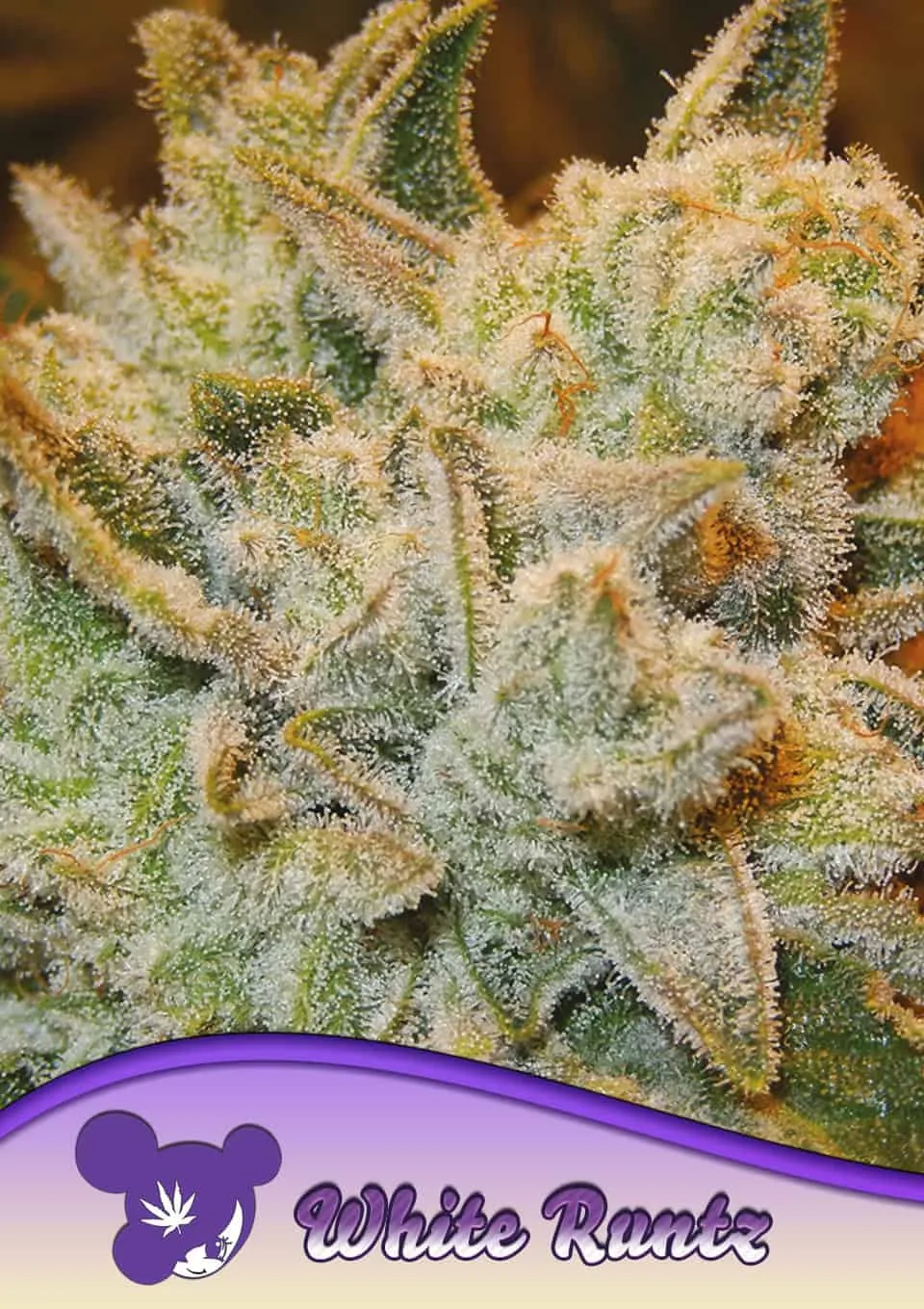 White runtz – Anesia Seeds – feminized