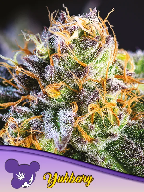 Yuhbary – Anesia Seeds – feminized