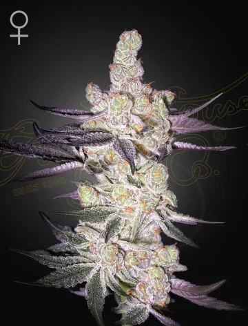 RAZUBERI – Greenhouse Seed Co – feminized