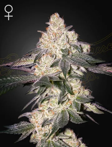 MOWEETO – Greenhouse Seed Co – feminized