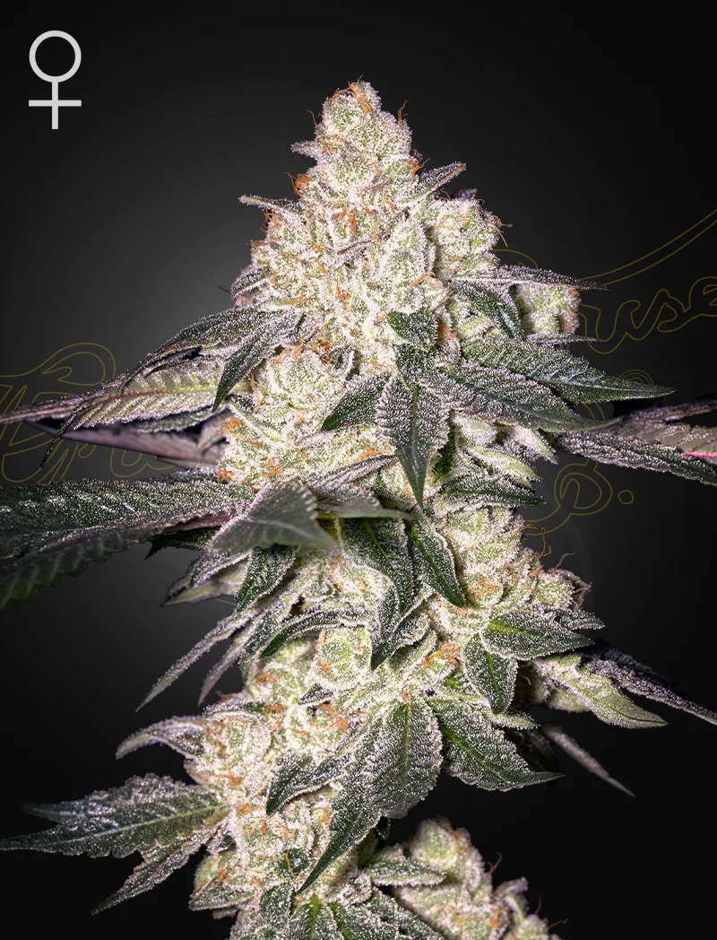 MOWEETO – Greenhouse Seed Co – feminized
