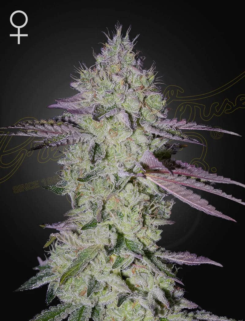TARTE TATIN – Greenhouse Seed Co – feminized