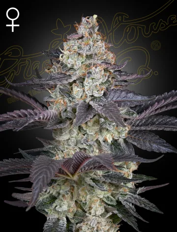 ZTRAWBERRY – Greenhouse Seed Co – feminized