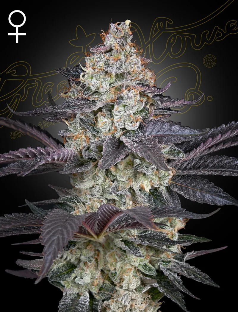ZTRAWBERRY – Greenhouse Seed Co – feminized