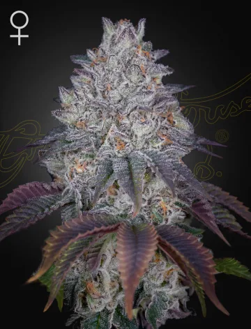 KING'S TART – Greenhouse Seed Co – feminized