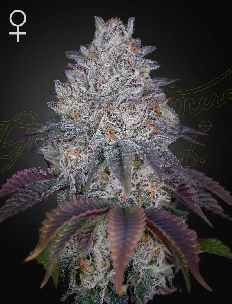 KING'S TART – Greenhouse Seed Co – feminized
