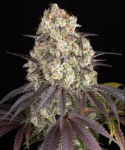 GARY PAYTON STRAIN – Barneys Farm – Feminized
