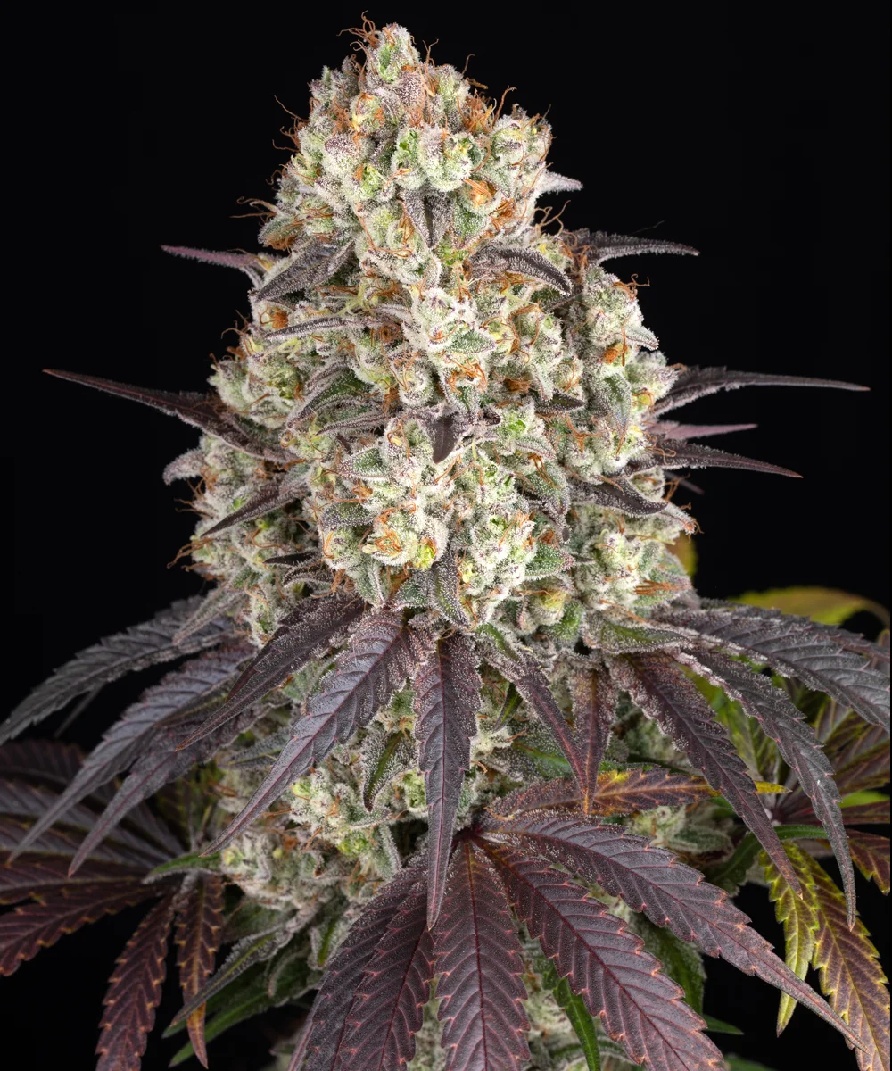 GARY PAYTON STRAIN – Barneys Farm – Feminized