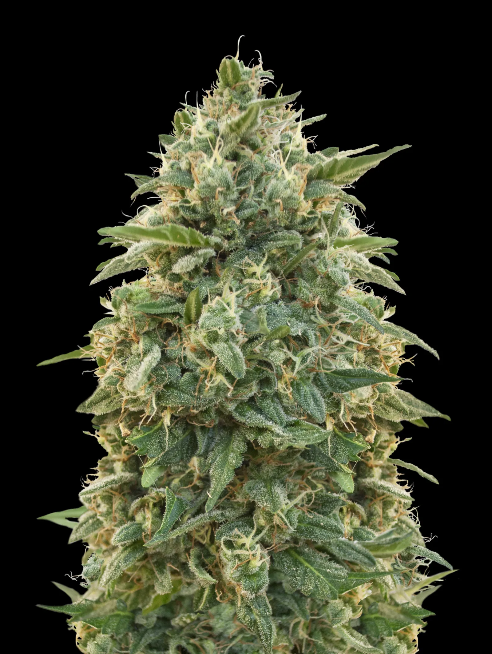 Amnesia – Advanced Seeds – feminized