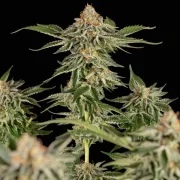 Cherry Pie – Royal Queen Seeds – Feminized