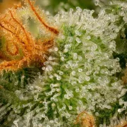 Cherry Pie – Royal Queen Seeds – Feminized