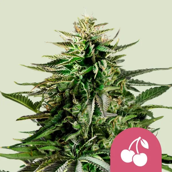 Cherry Pie – Royal Queen Seeds – Feminized
