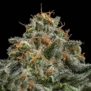 Cherry Pie – Royal Queen Seeds – Feminized