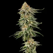 Cherry Pie – Royal Queen Seeds – Feminized