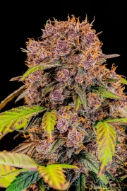 Lemon Cherry Cookies Auto