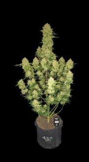 Guava Auto