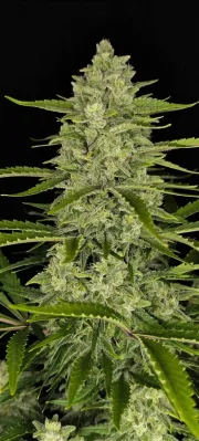 Papaya Cookies Auto