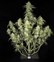 Papaya Cookies Auto