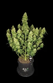 Sour Jealousy Auto