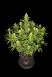 Sour Jealousy Auto