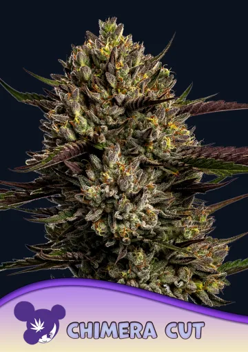 Chimera Cut – Anesia Seeds – feminized
