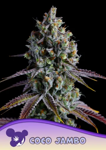 Coco Jambo – Anesia Seeds – feminized