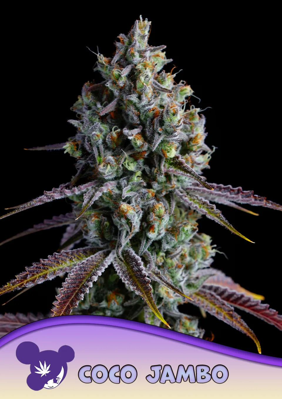 Coco Jambo – Anesia Seeds – feminized