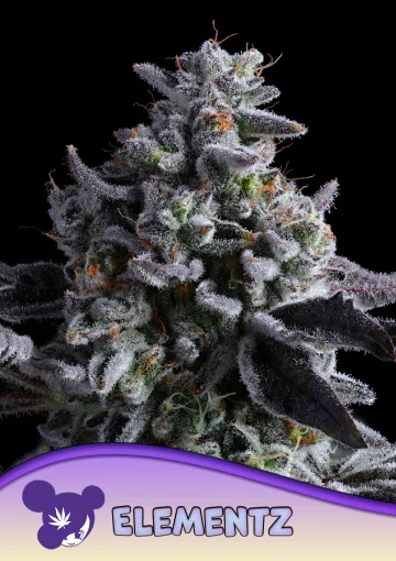 Elementz – Anesia Seeds – feminized