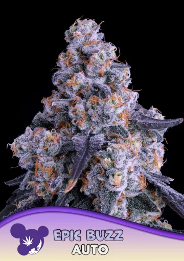 Epic Buzz Auto – Anesia Seeds – autoflowering