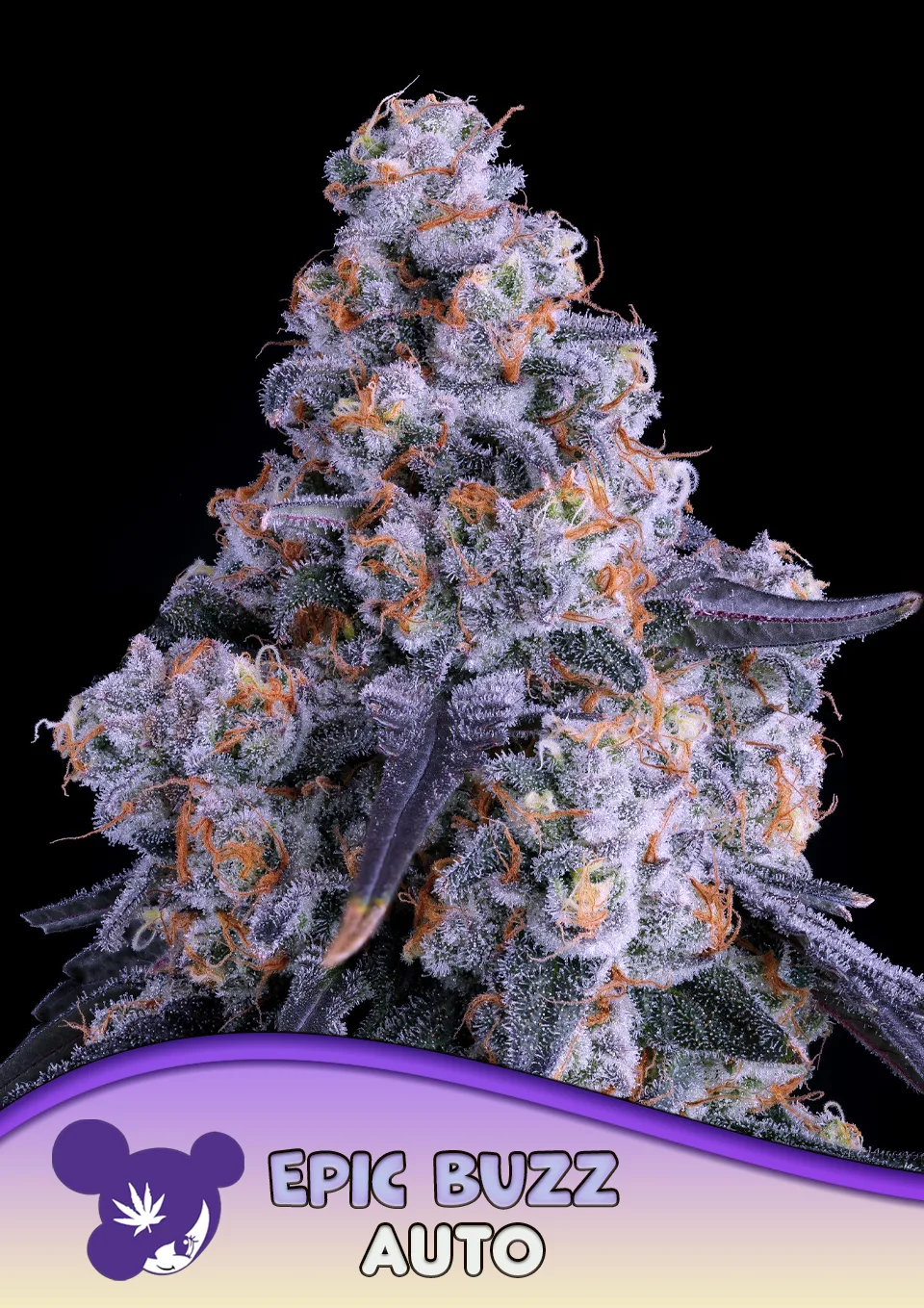 Epic Buzz Auto – Anesia Seeds – autoflowering