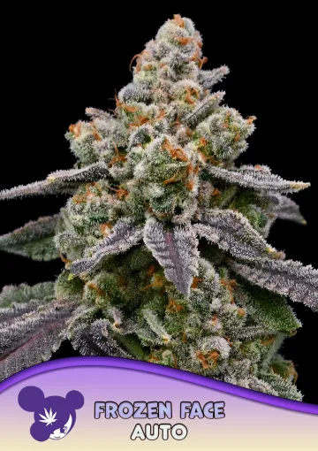 Frozen Face Auto – Anesia Seeds – autoflowering