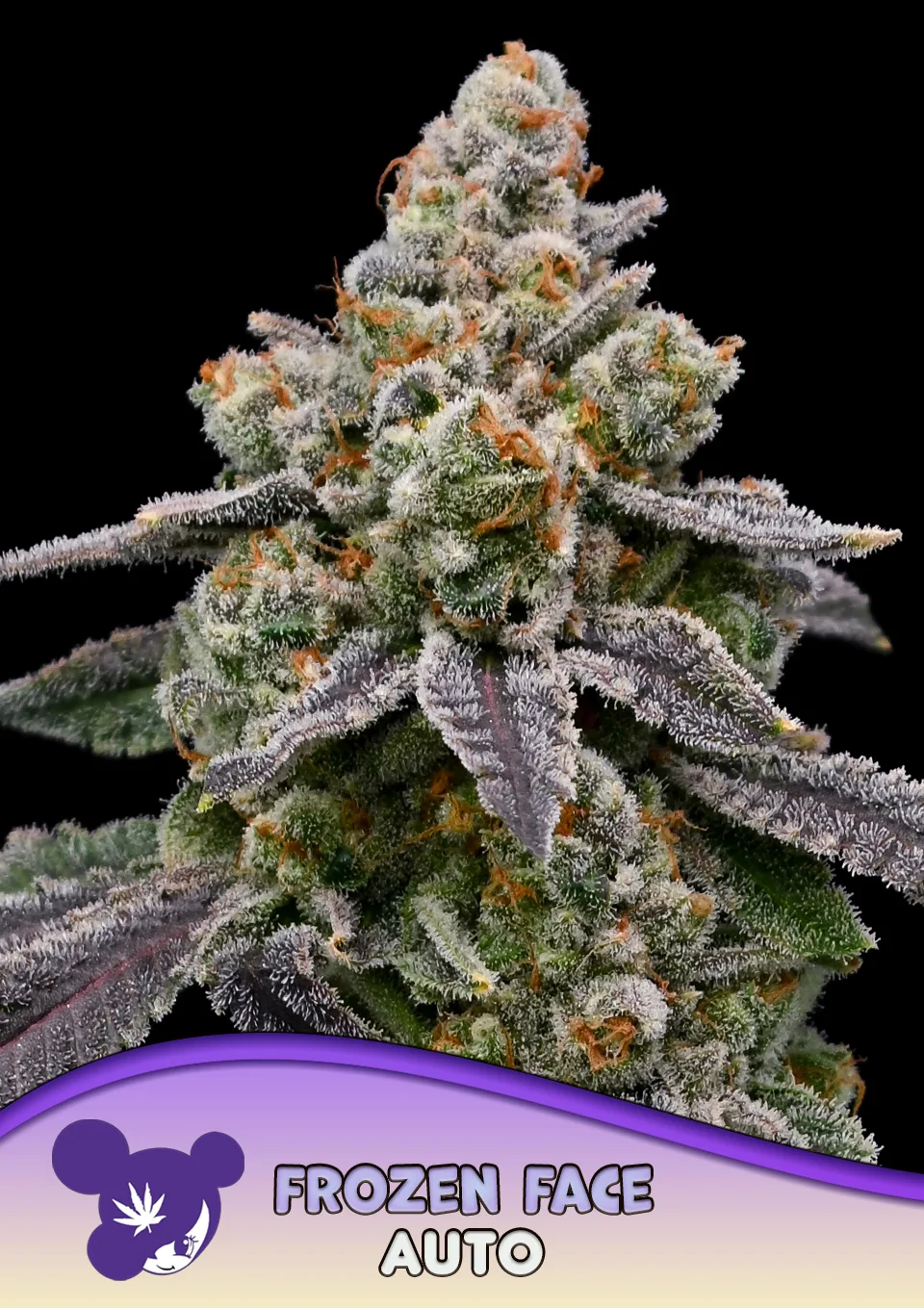 Frozen Face Auto – Anesia Seeds – autoflowering