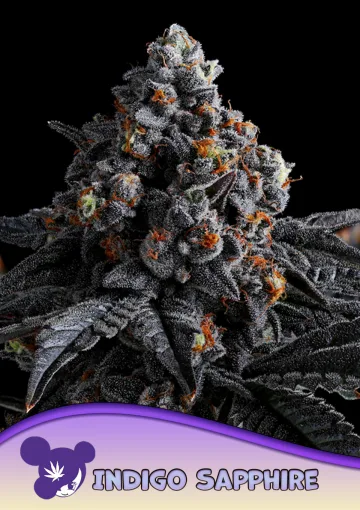 Indigo Sapphire – Anesia Seeds – feminized