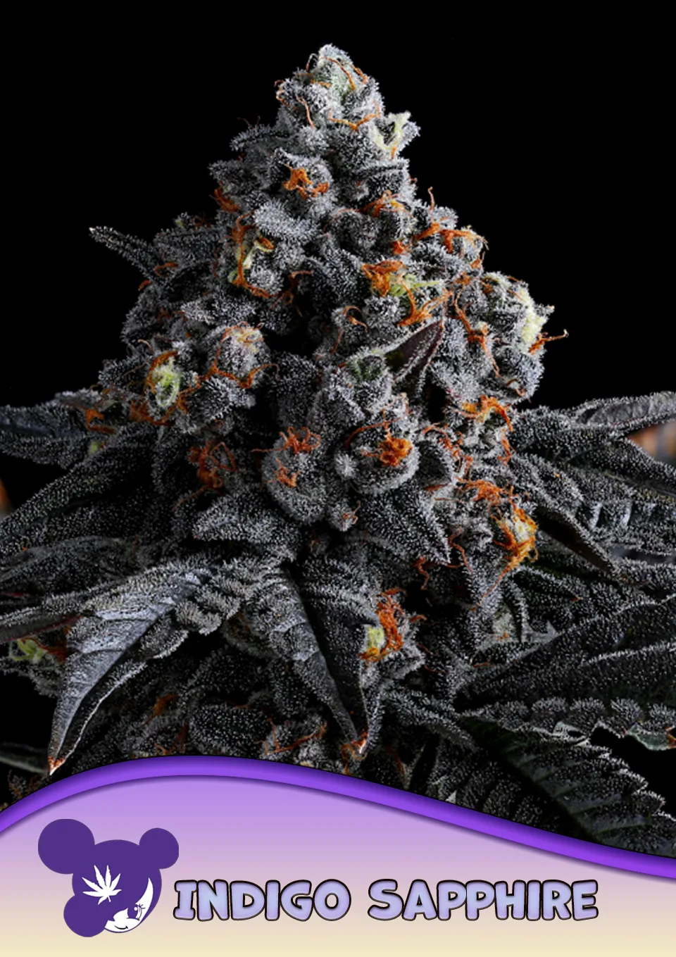 Indigo Sapphire – Anesia Seeds – feminized