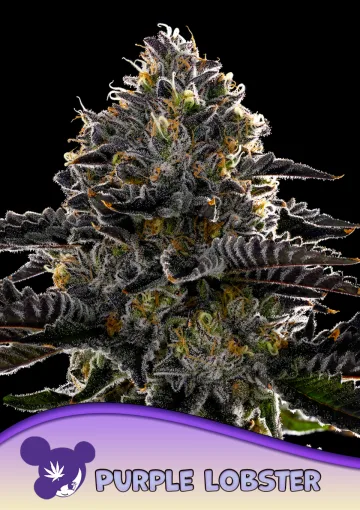 Purple Lobster – Anesia Seeds – feminized
